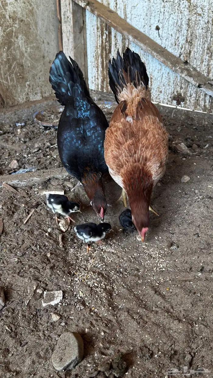 دجاجتين معه 3طيور 1