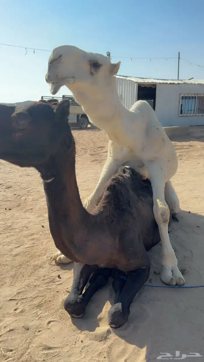 للبيع بعير ثني اوضح 4