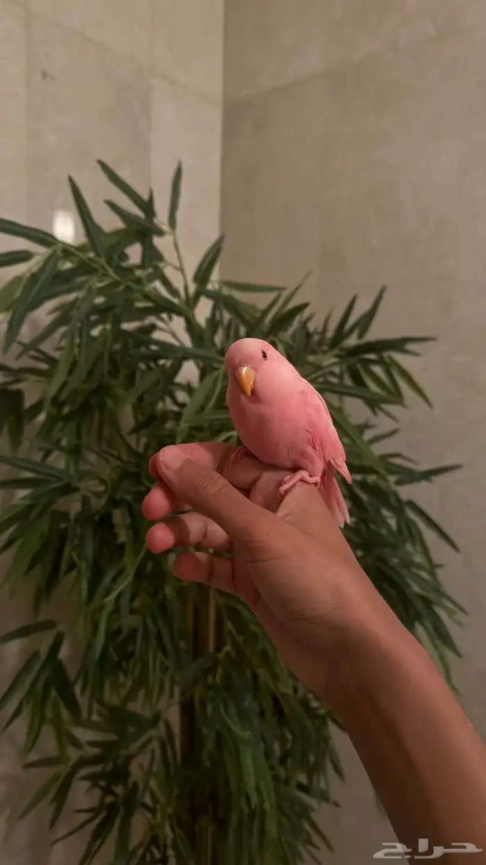 طيور بادجي وروز اليفه 7