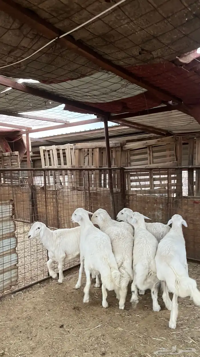 ذبائح طليان حري-نجدي-سواكن-نعيمي-تيوس 2