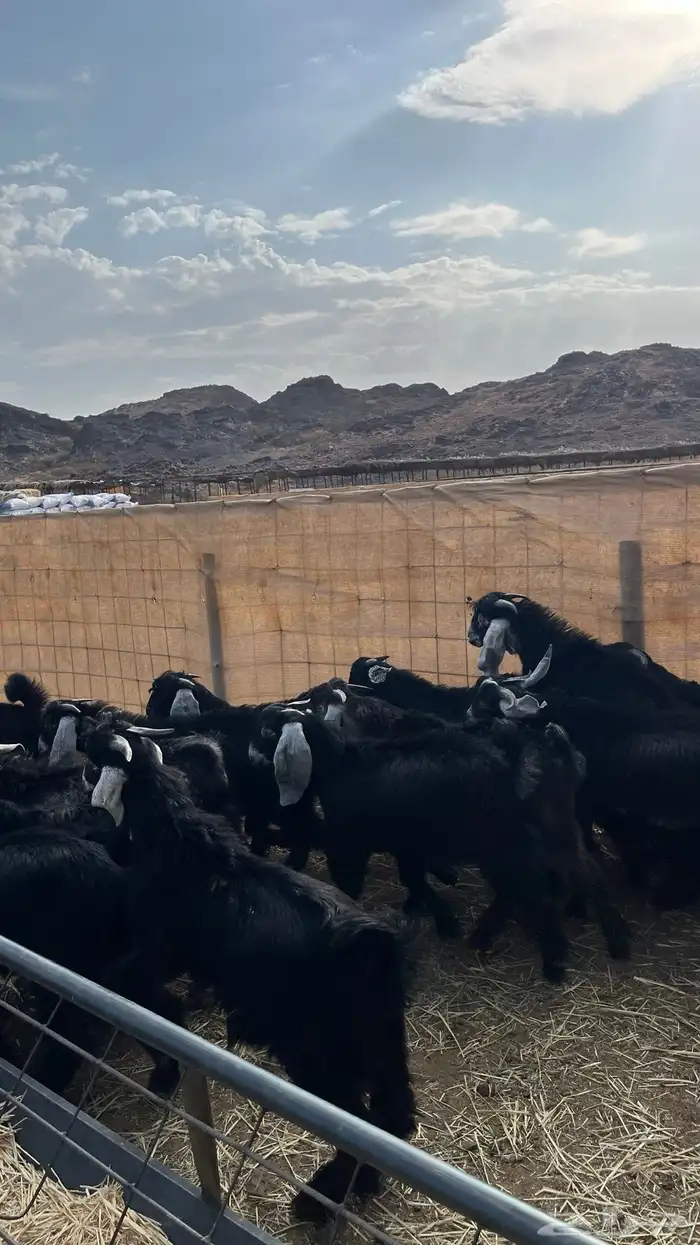 تيوس مخاصي جادعان جبره 19