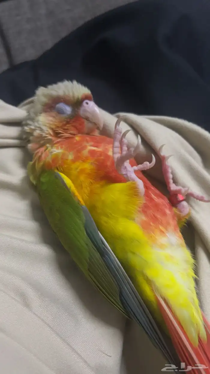 طير كنيور اليف 2