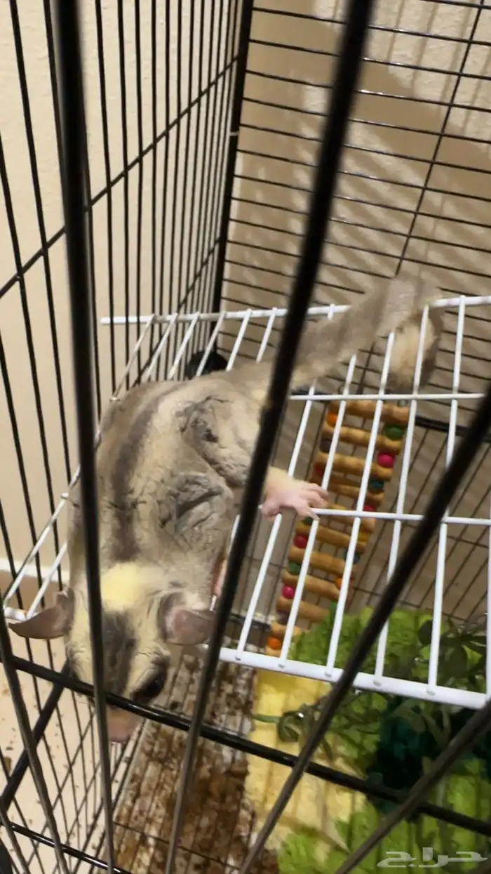 سنجاب الطائر شقر قلايدر 4