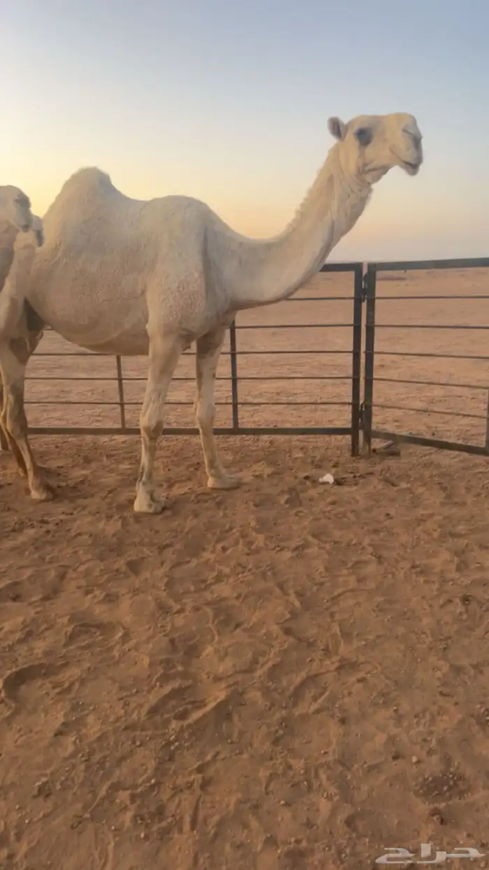 للبيع رمانيه فوق البداوه معشر 2