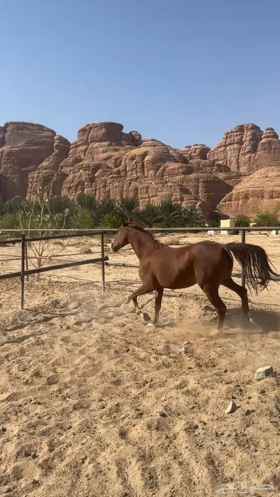 فرس عربي اصيل نشيط السوم يبدا عندكم index