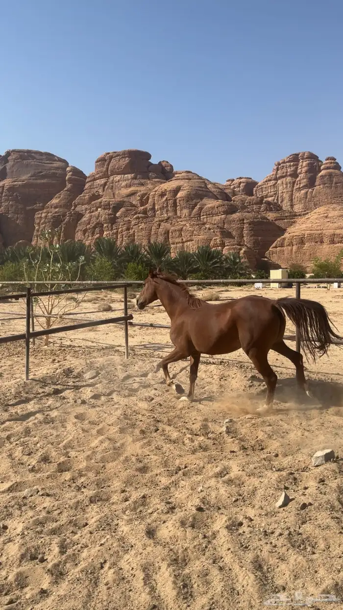 فرس عربي اصيل نشيط السوم يبدا عندكم 2