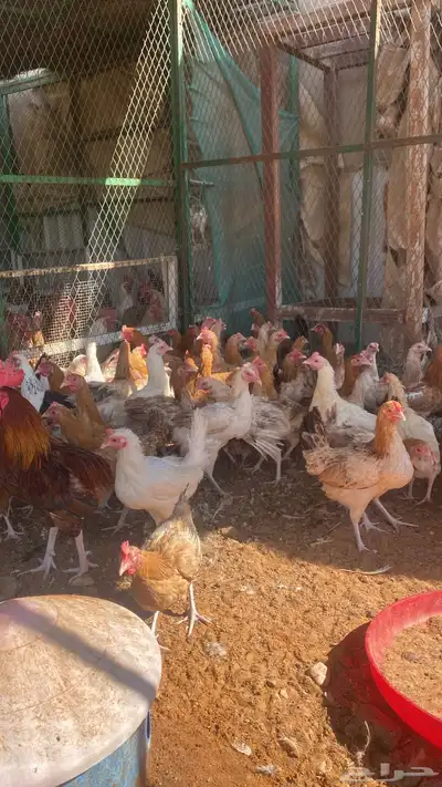 chickens 1000pieces index