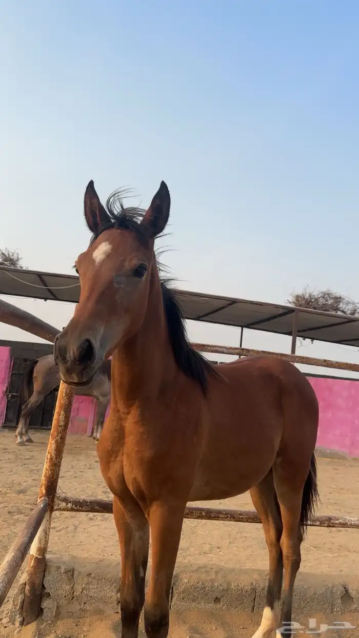 مهرة شيخة للبيع 3