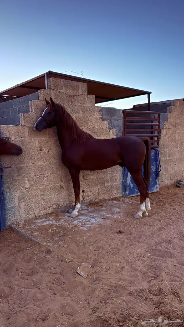 حصان للبيع 3