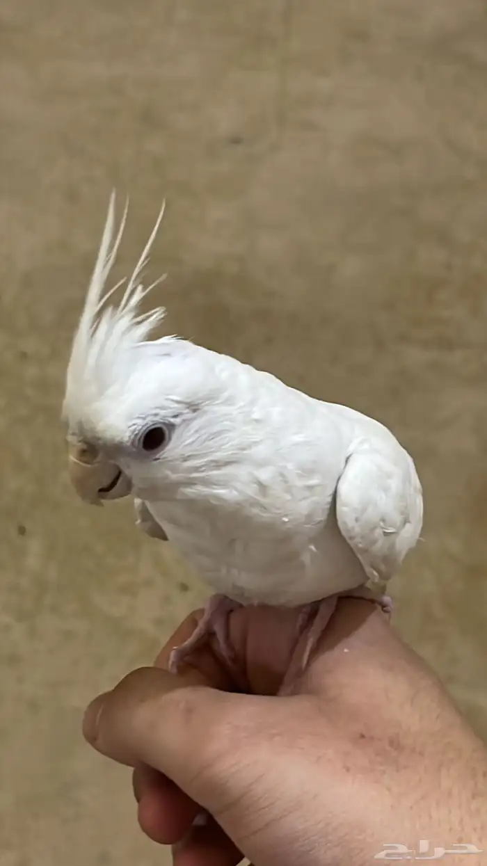 كروان هدد متكلم 0