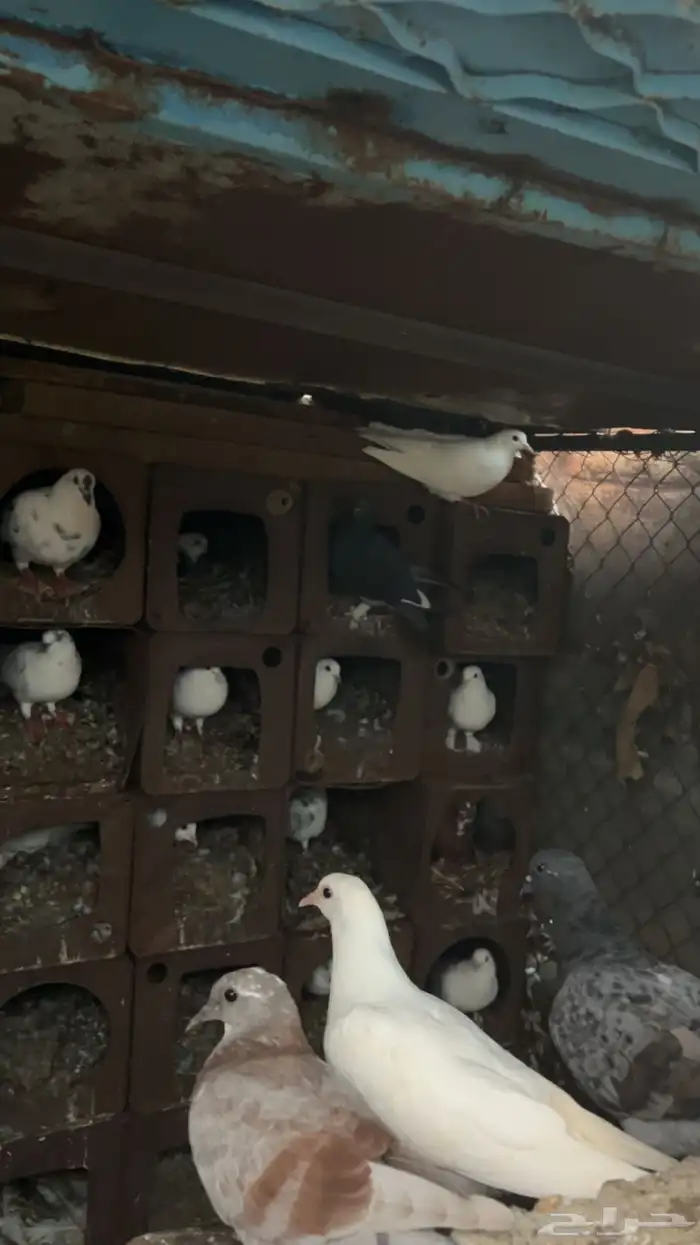 حمام للبيع الموقع الجايزه 0