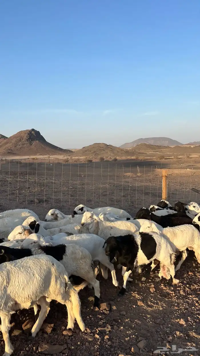 طليان سواكن شبيه الحري دمازين مرابى جادعان 8