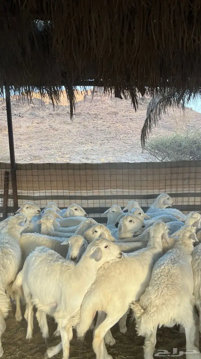 ذبائح بجميع انواعها 29