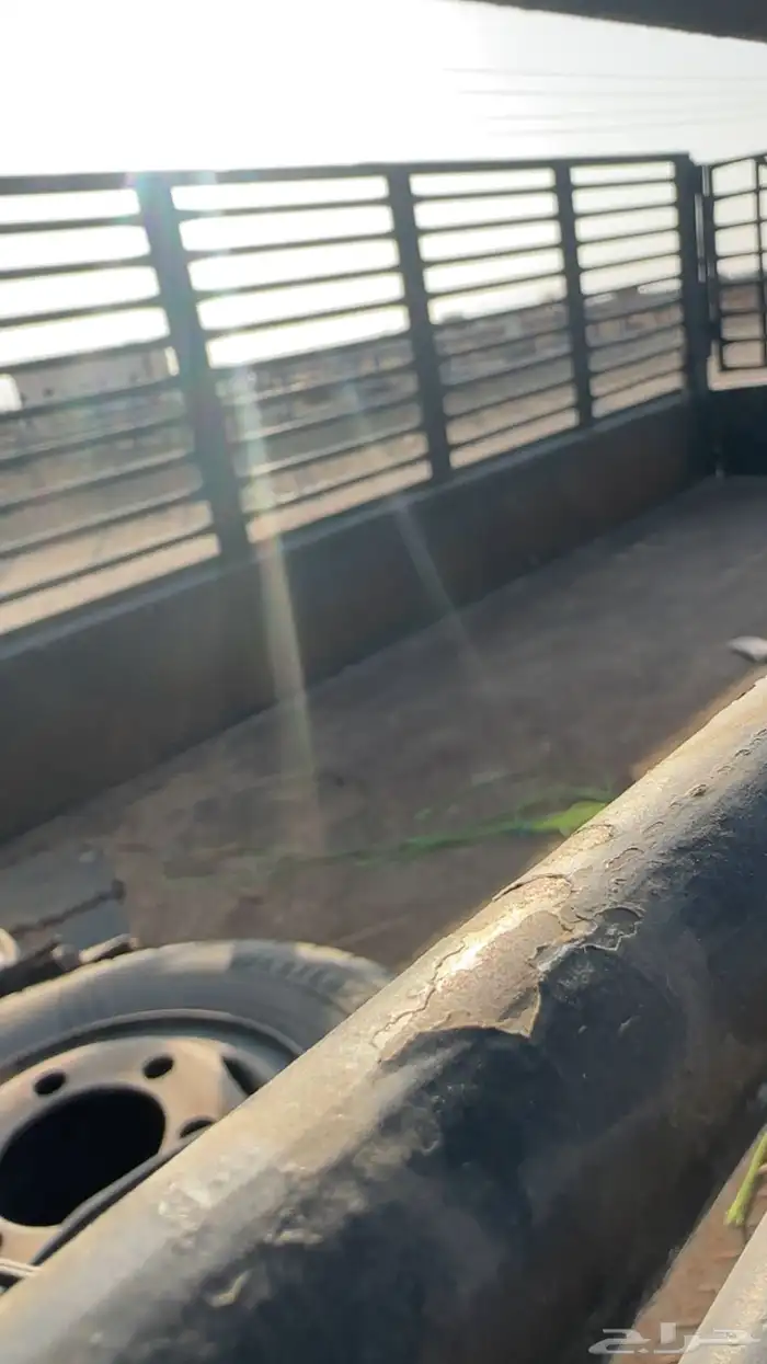 دنا شاص طويل 3