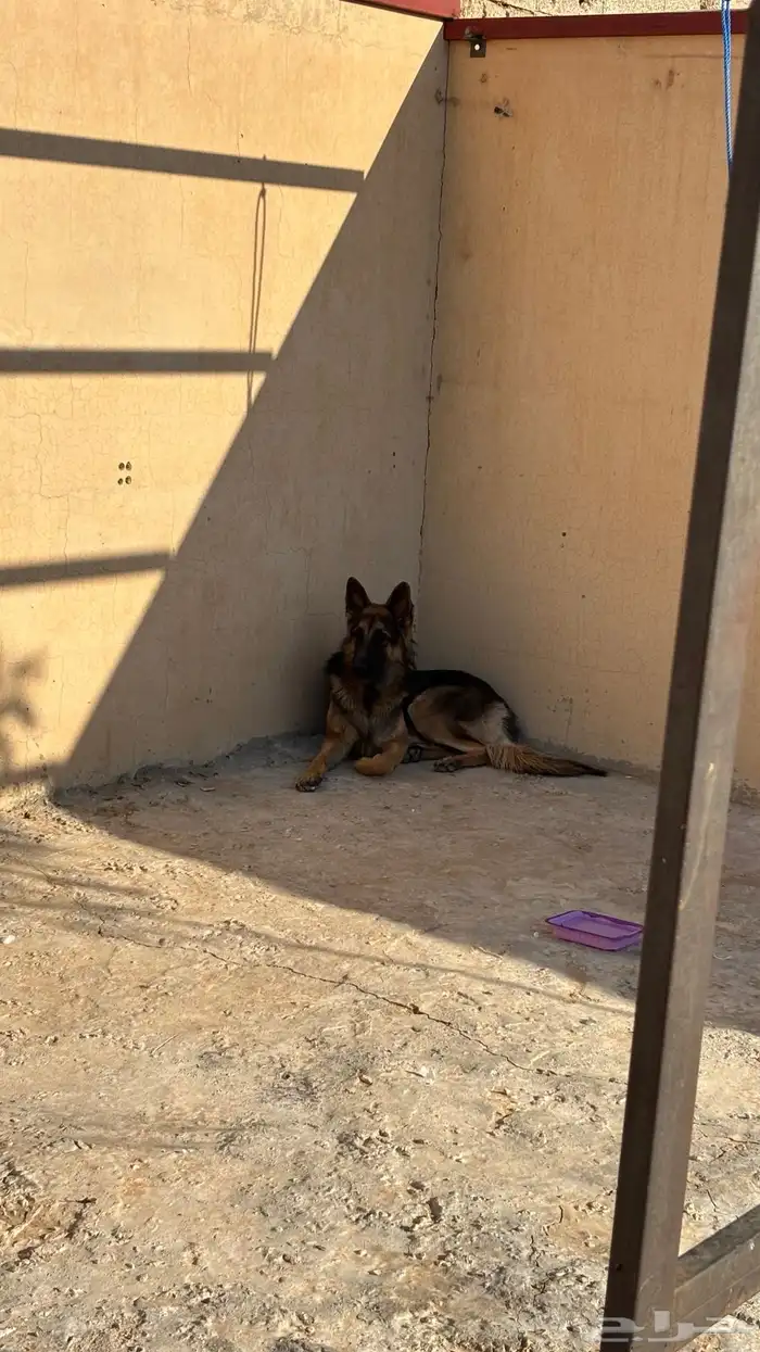 جيرمن شون لاين 2