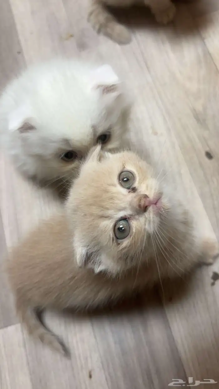 كتن سكوتش للبيع 0