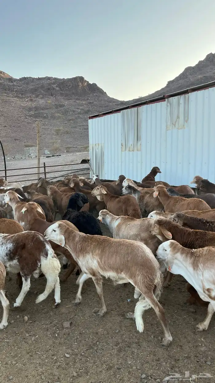 طليان سواكن حمري جادعان 23
