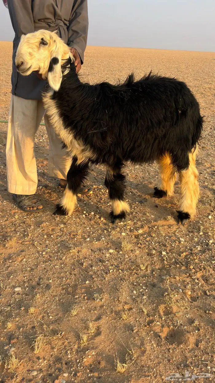 رخل نجدية للبيع 0