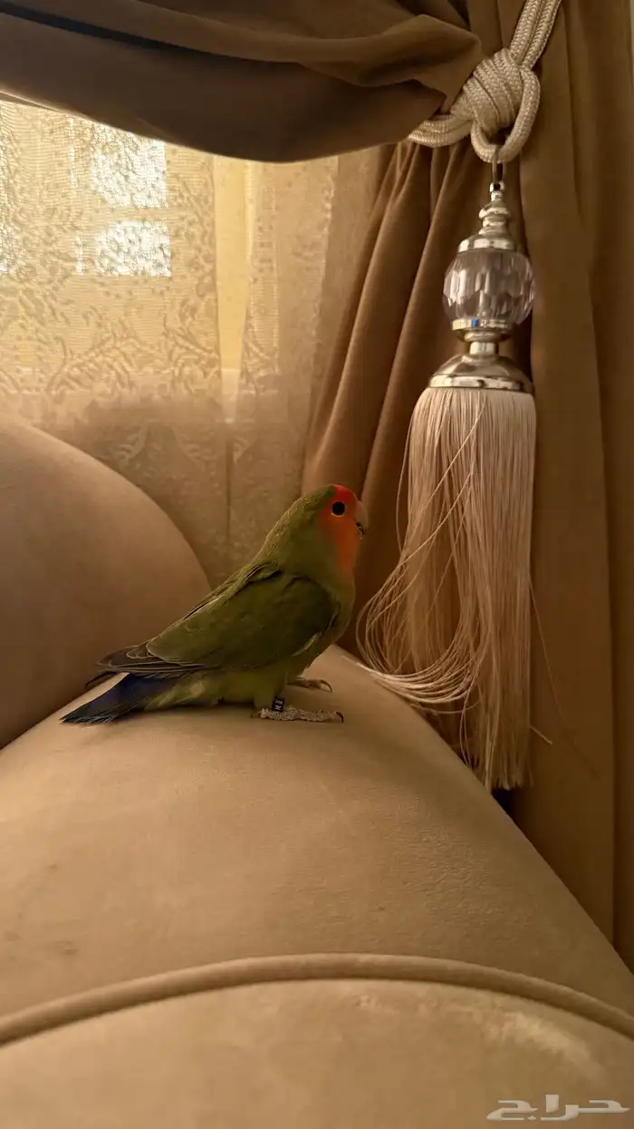 طيور بادجي وروز اليفه 5