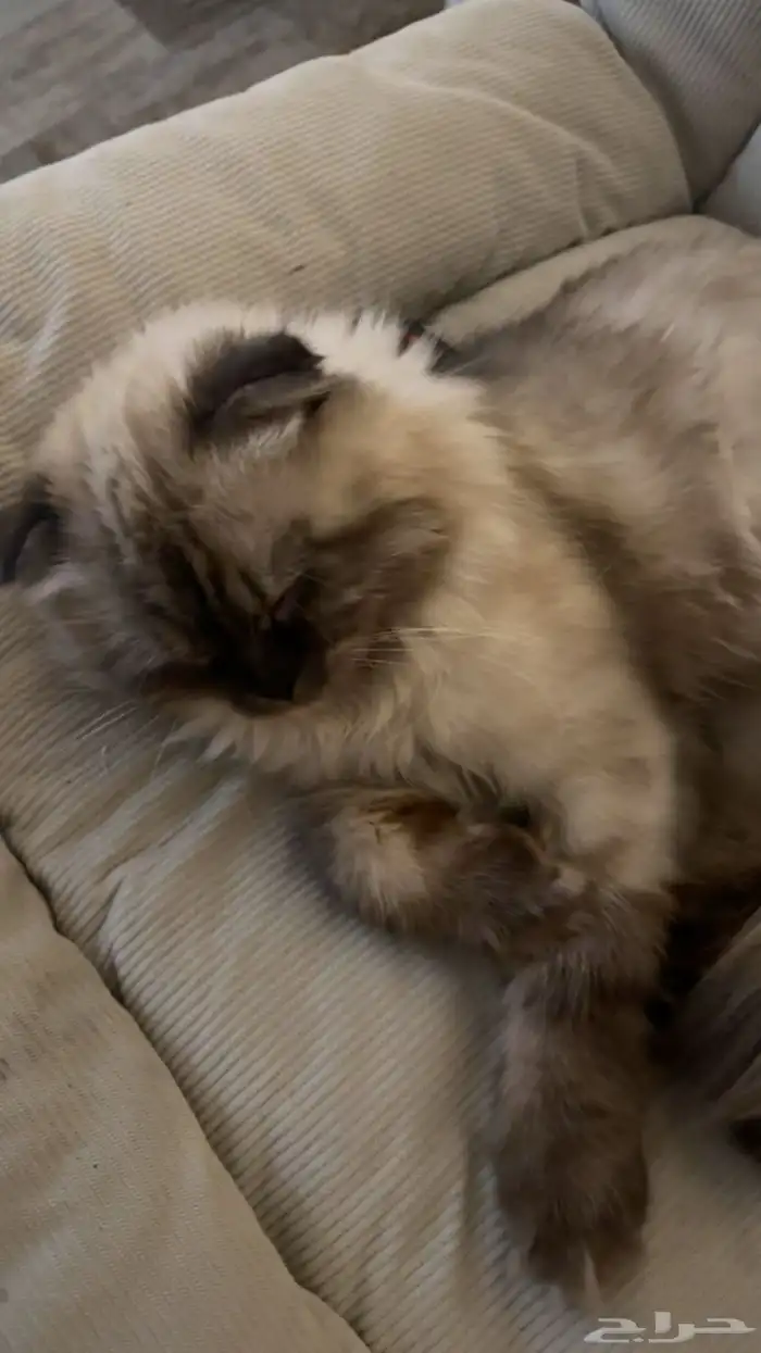 تزاوج سكوتش 0