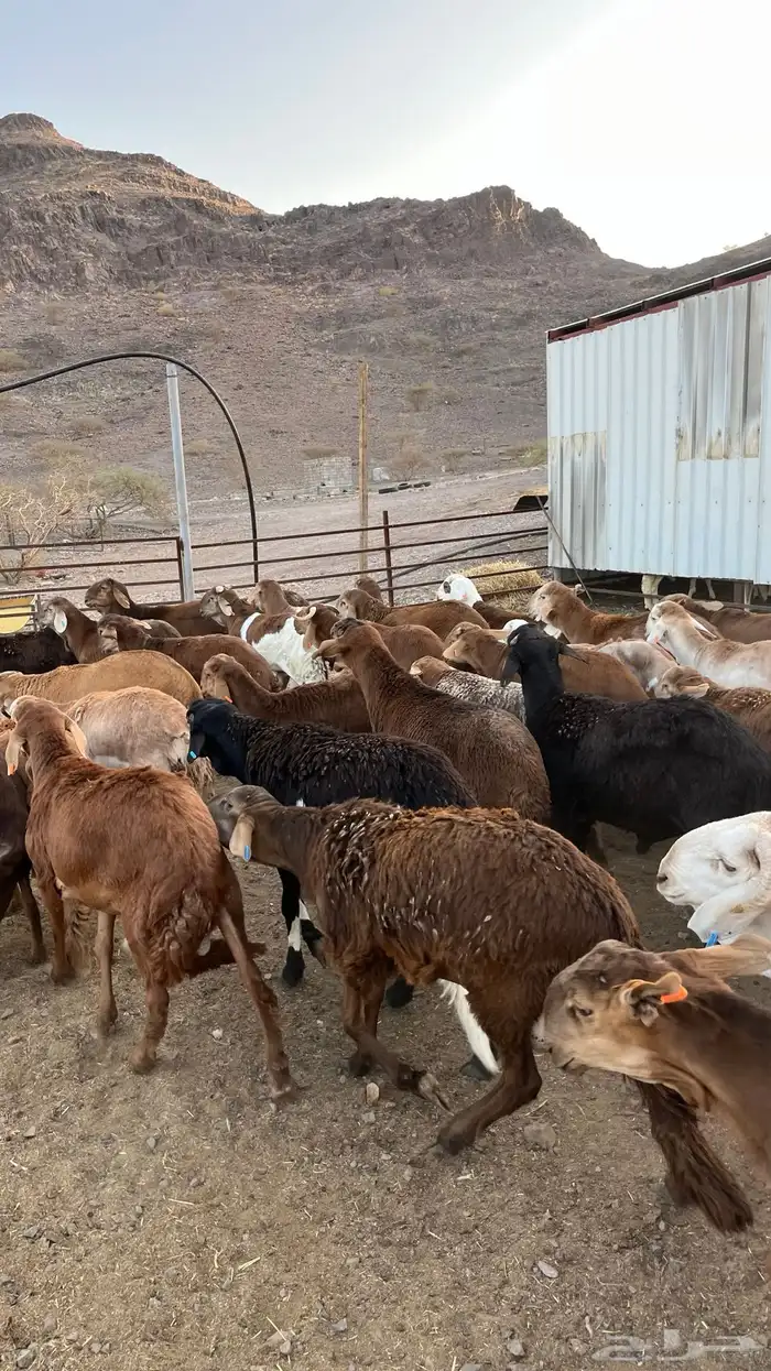 طليان سواكن حمري جادعان 31