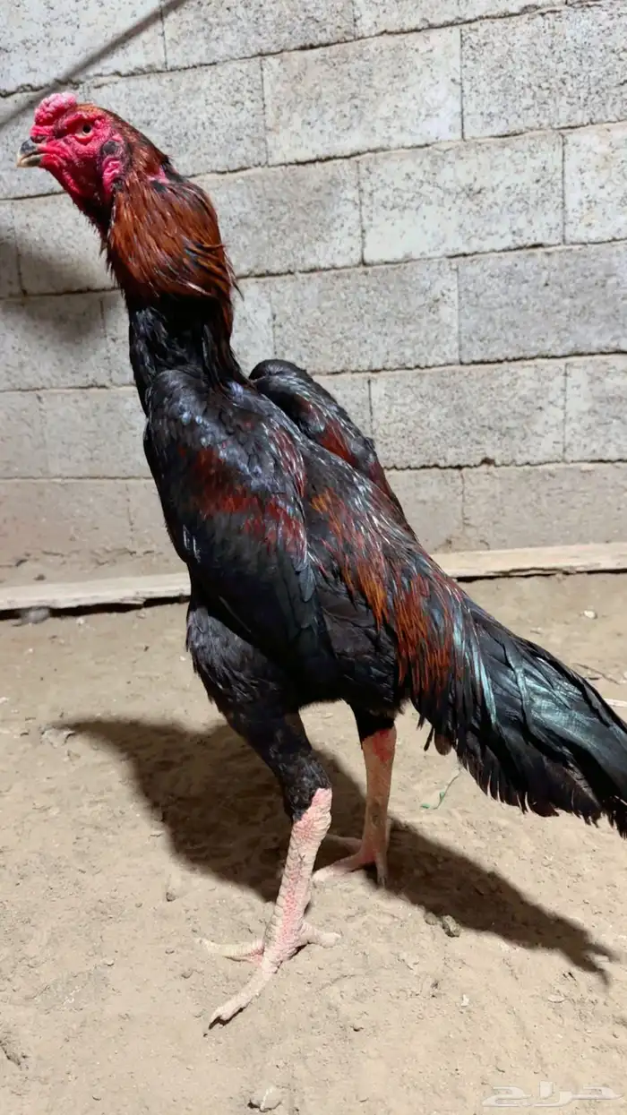 ديك شامو الماني 2