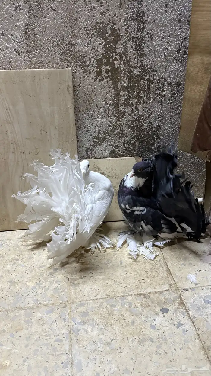 زوج رقاص هندي منتج 1