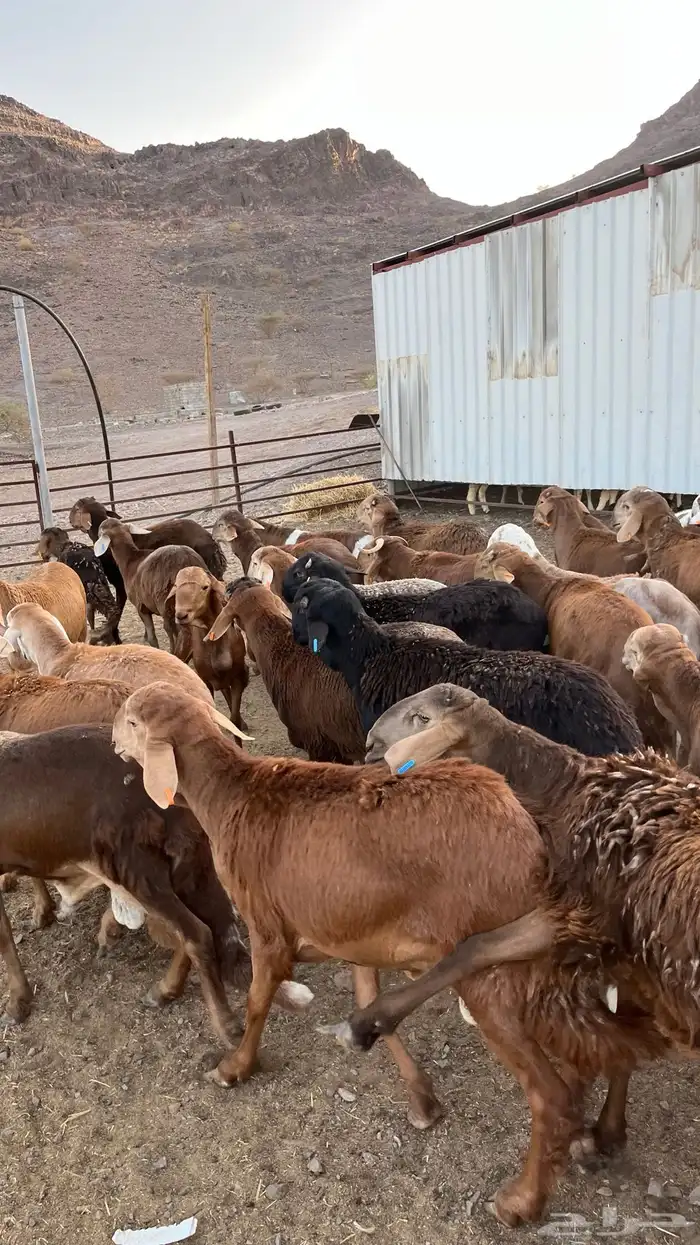 طليان سواكن حمري جادعان 32