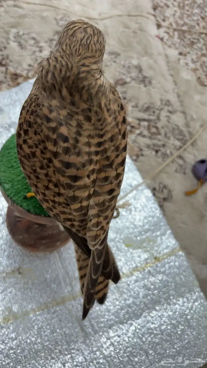 باشق حجم جامبو 0