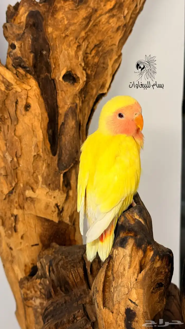 فرخ روز مفطوم اليف لاتينو رد فيس 0