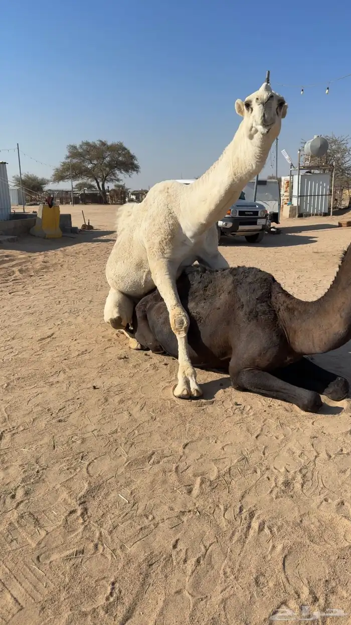 للبيع بعير ثني اوضح 2