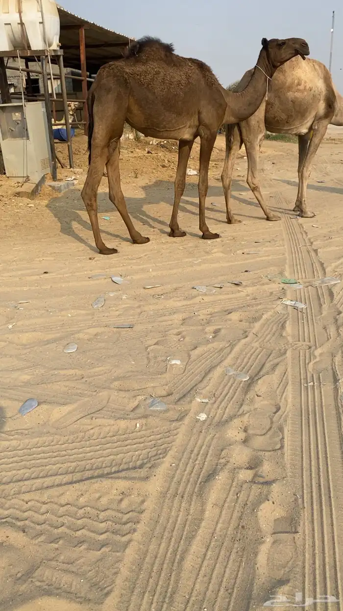 بكره لقيه كفوو 0