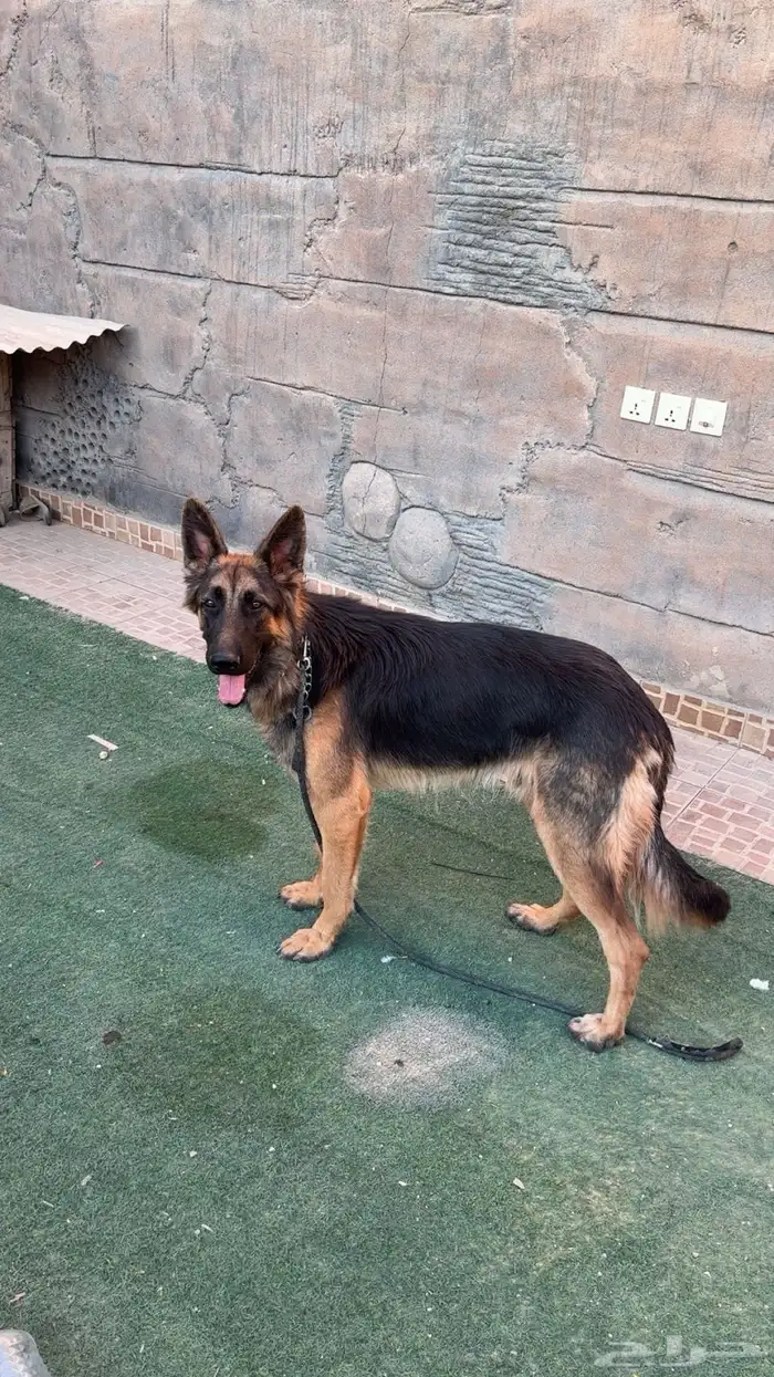 جيرمن شون لاين 3