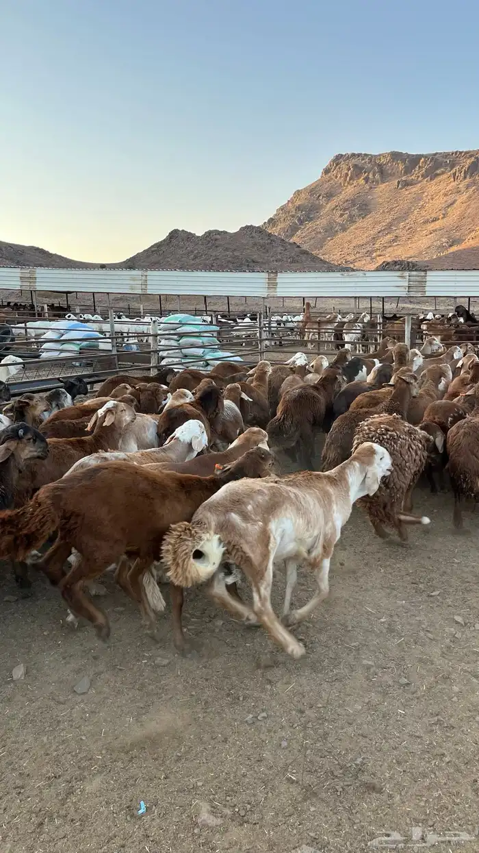 طليان سواكن حمري جادعان 13