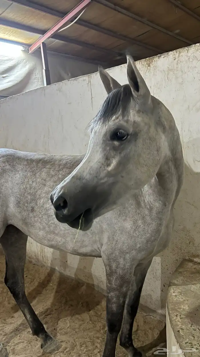 فرس شعبية جميلة فاخرة تبارك الرحمان 6