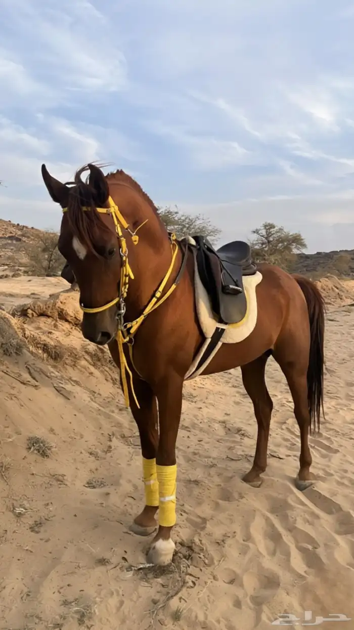 حصان فاخر للبيع 0