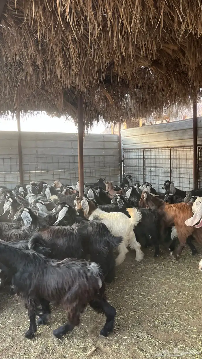 ذبائح بجميع انواعها 16