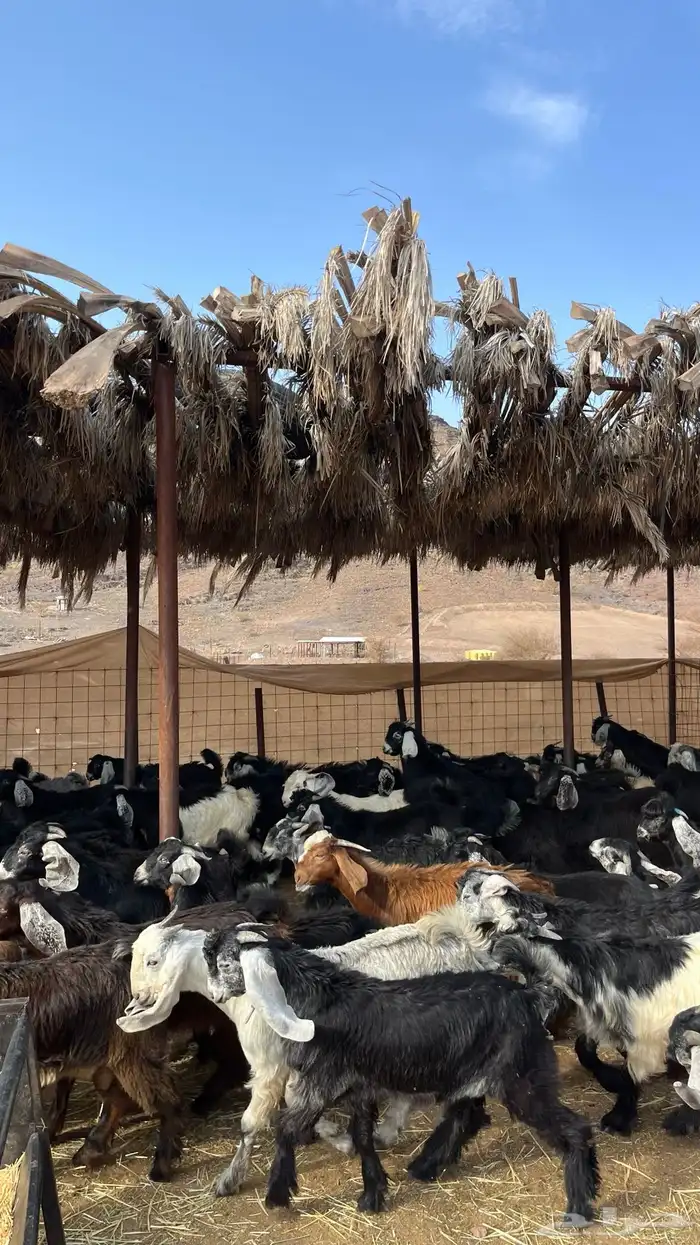 تيوس مخاصي جادعان جبره 4