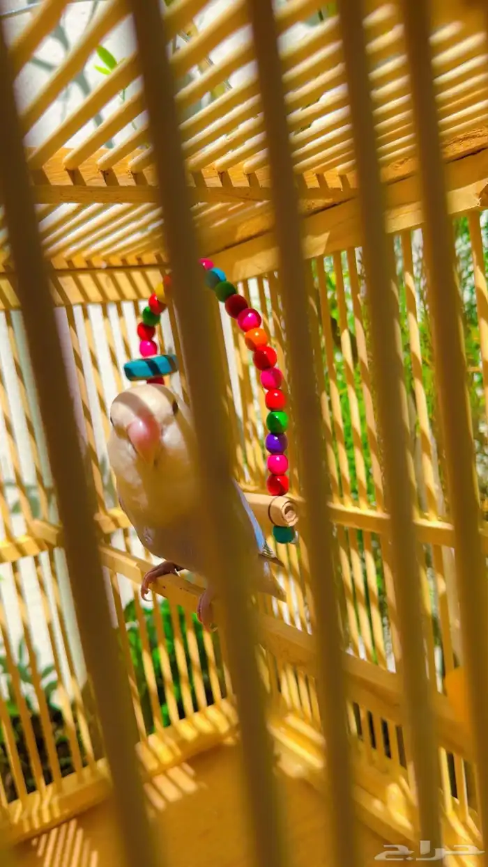 طير روز اليف انثى هدد 3