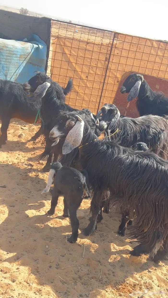 معزاء مواليد 3