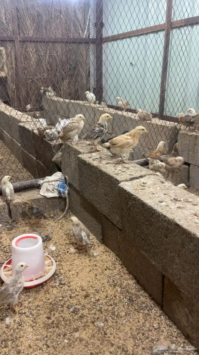 صوص دجاج بلدي 2