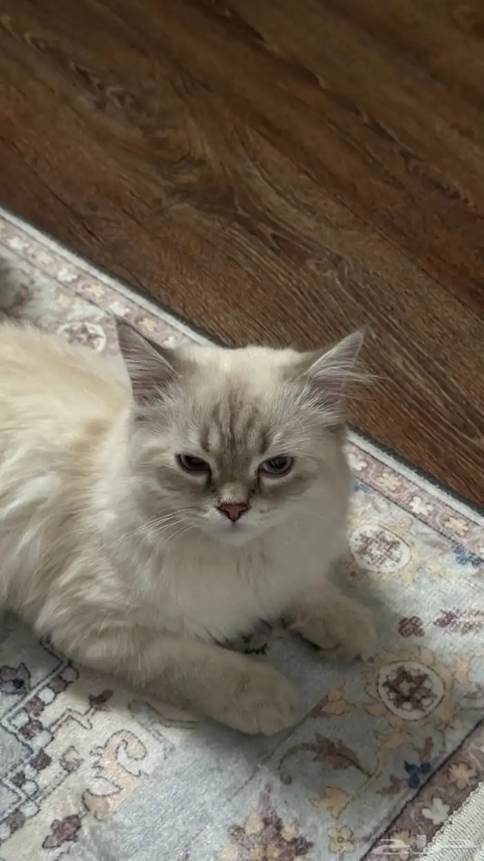 قط برازيلي للبيع سبب البيع السفر السعر قابل للتفاوض 2