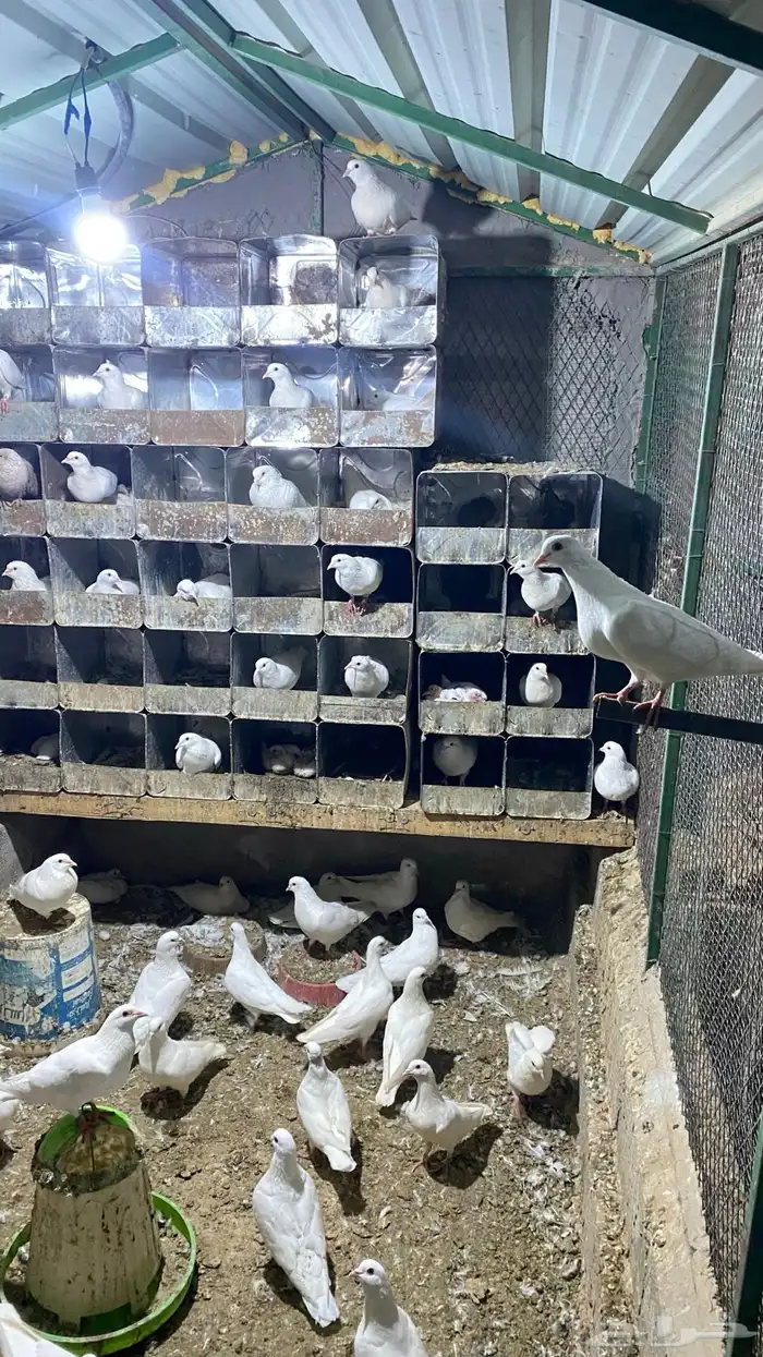 للبيع مستعجل حمام فرنسي جامبو 0