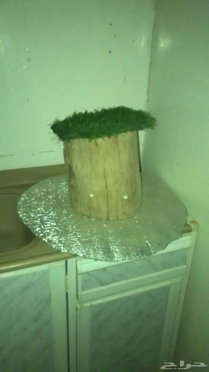 قاعده لطيور 0