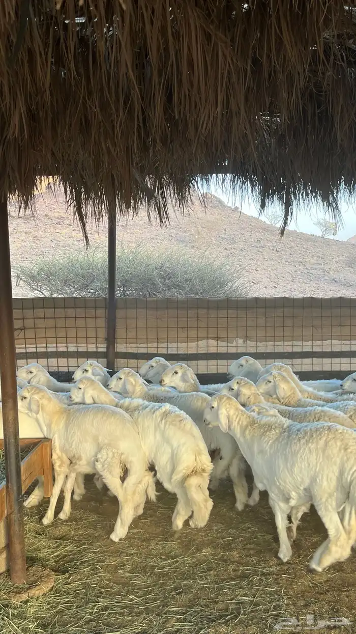 ذبائح بجميع انواعها 28