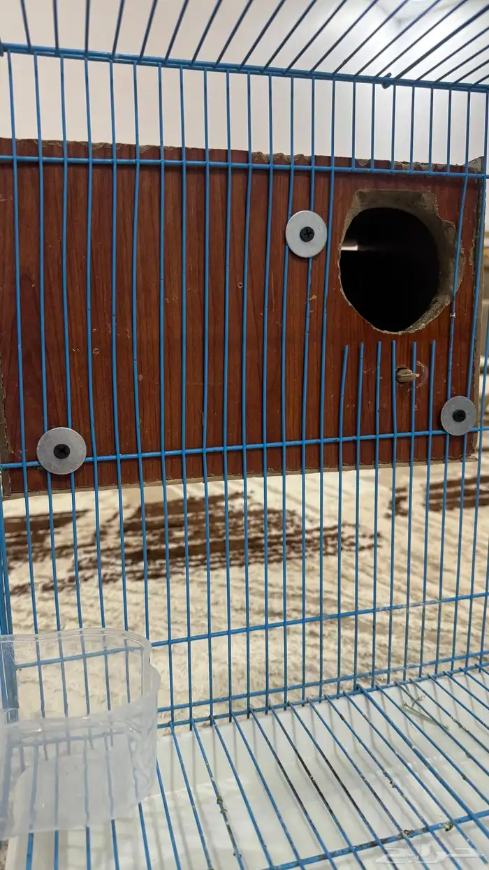 للبيع قفص كبيير مع بياضه 5