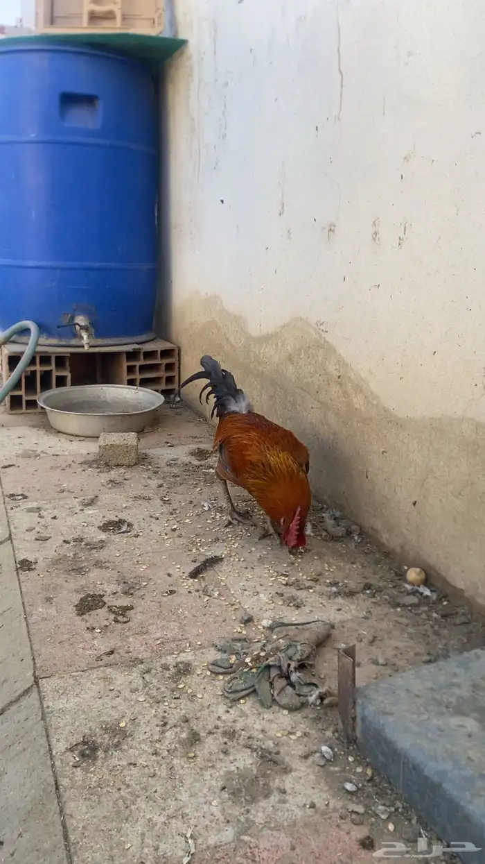 دجاج بلدي حضان 3