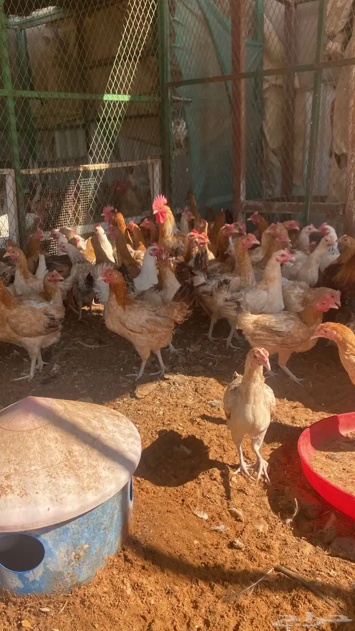 chickens 1000pieces 11