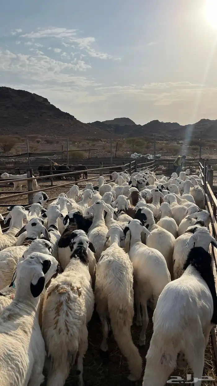 طليان سواكن شبيه الحري جبره 15