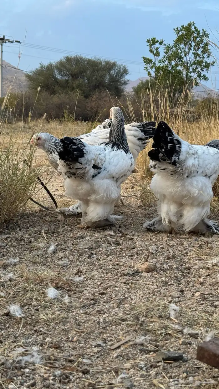 براهما بيور كولومبي وبوف 1